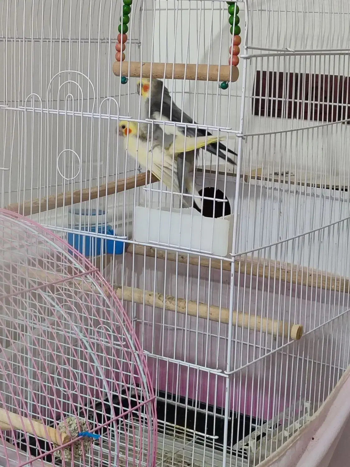 جفت عروس هلندی|پرنده|زابل, |دیوار