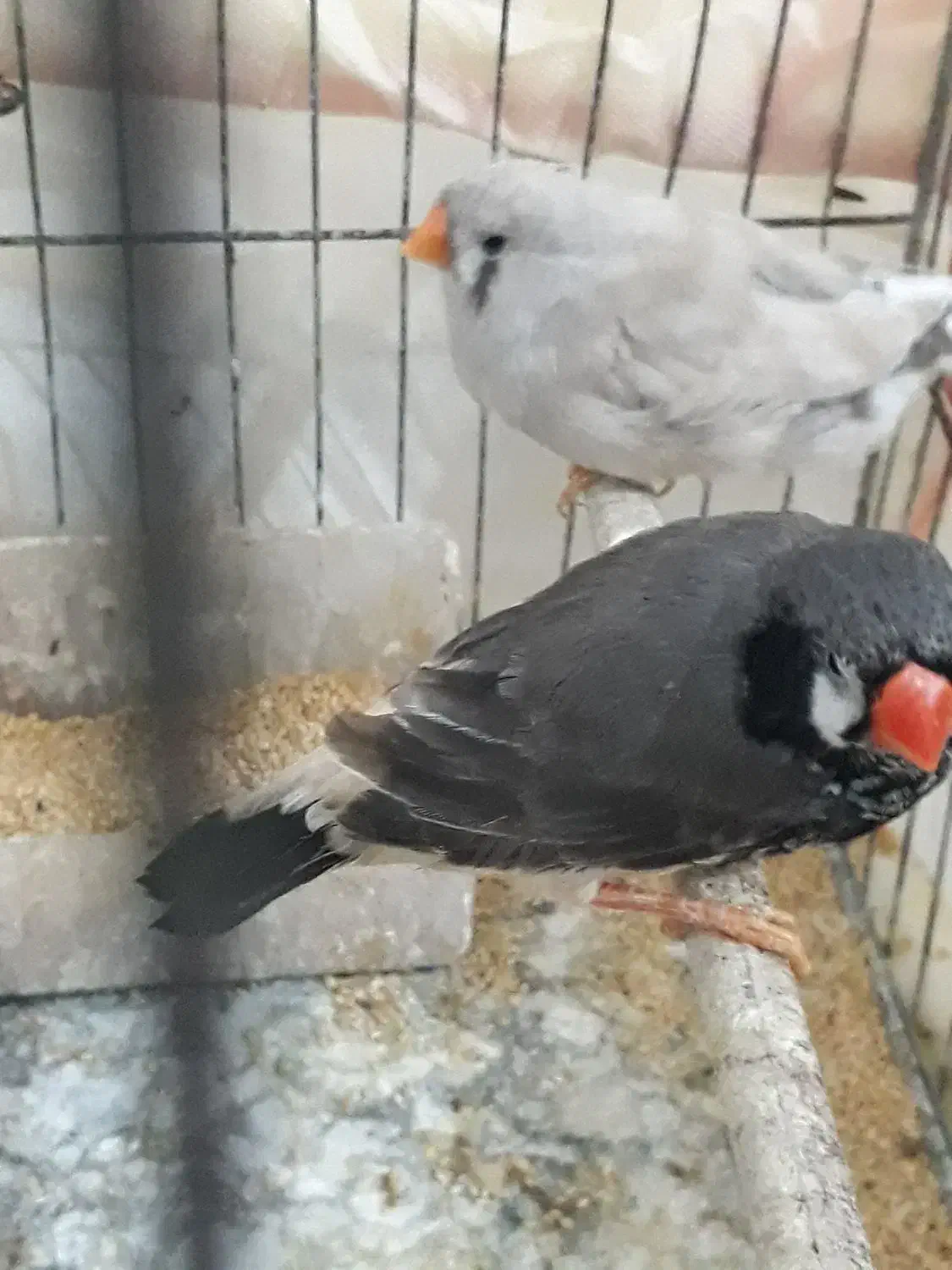 فنج جامبو وشارکول وانگلیسی|پرنده|بندرعباس, |دیوار