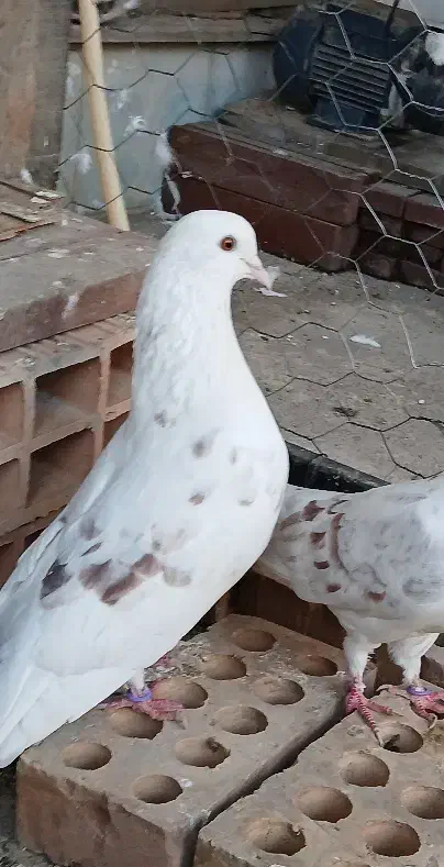 ۱جفت کبوتر آس و یه نر خال|پرنده|فاضل آباد, |دیوار