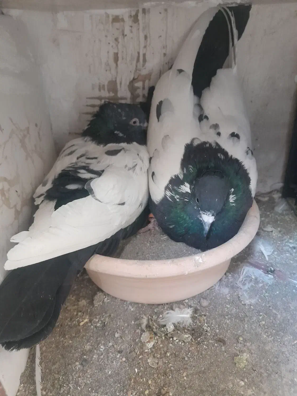 تعداد کبوتر رنگی|پرنده|اقبالیه, |دیوار