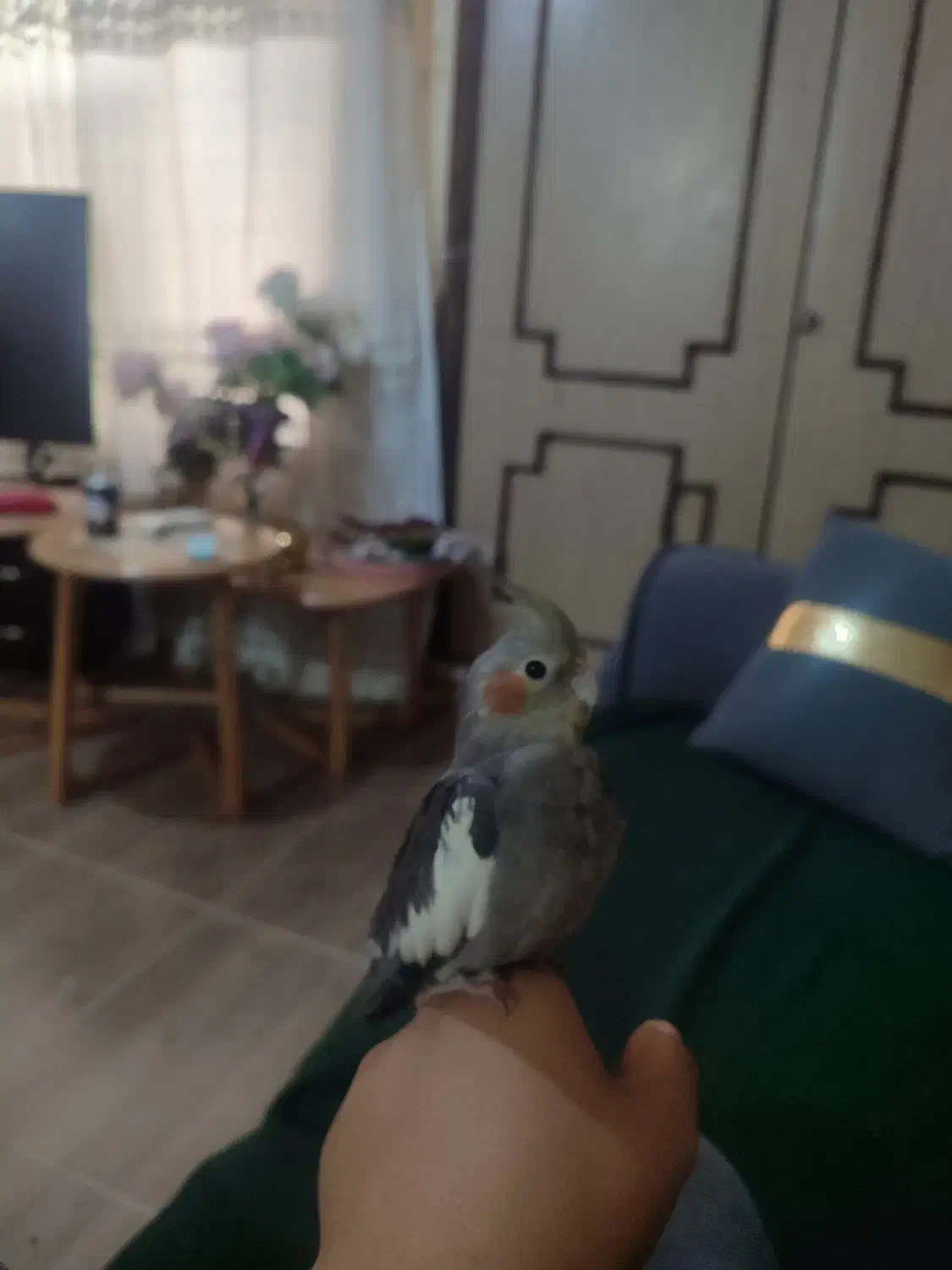 عروس هلندی گم شده|پرنده|بندر امام خمینی, |دیوار