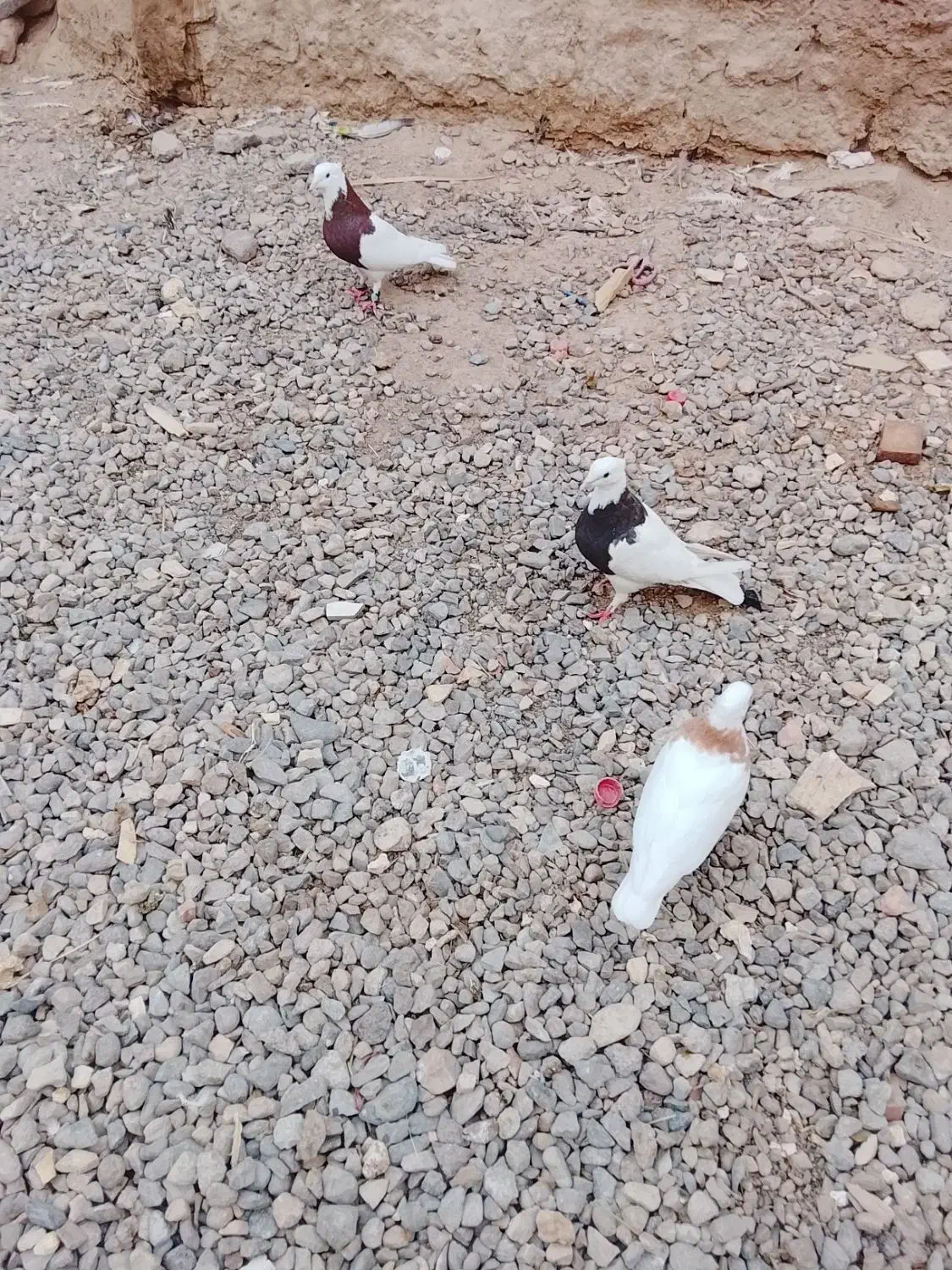 فروشی|پرنده|فهرج, |دیوار