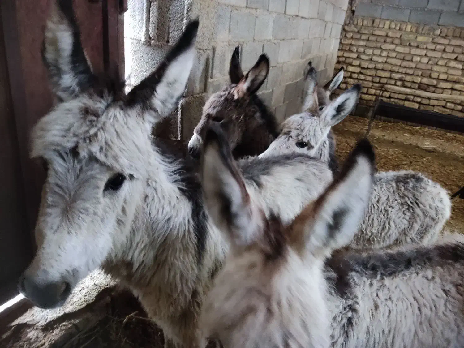 شیر الاغ|حیوانات مزرعه|مرودشت, رودبال|دیوار