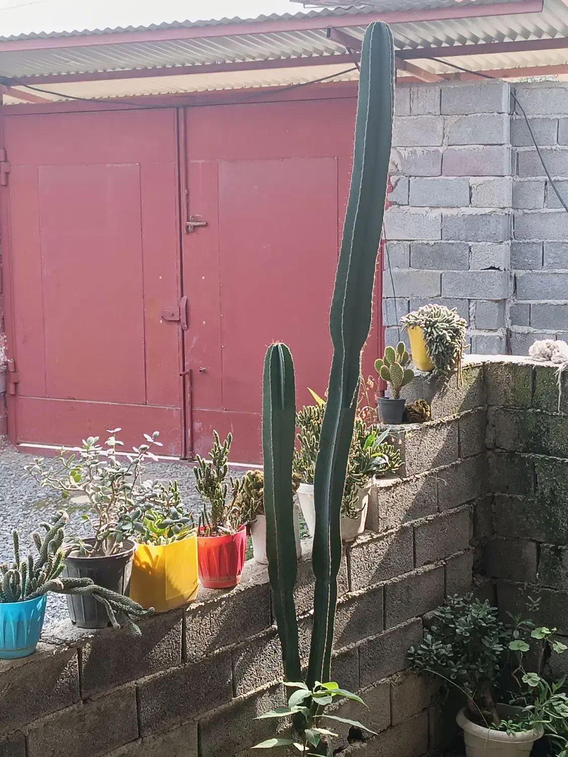 گل کاکتوس پریانوس|گل و گیاه طبیعی|گتاب, |دیوار