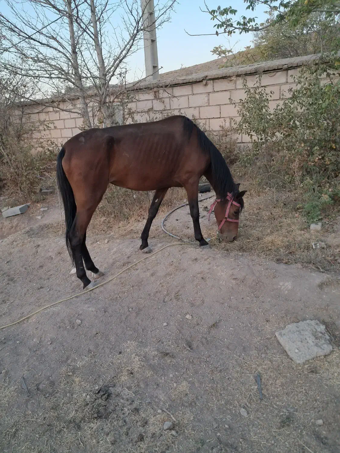 مادیون و کره نریون|اسب و تجهیزات اسب‌سواری|هشتگرد, هشتگرد قدیم|دیوار