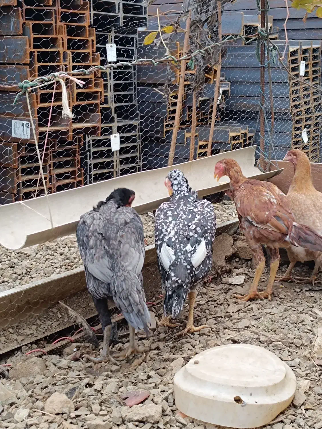 فروش مرغ و خروس لاری|حیوانات مزرعه|مریوان, |دیوار