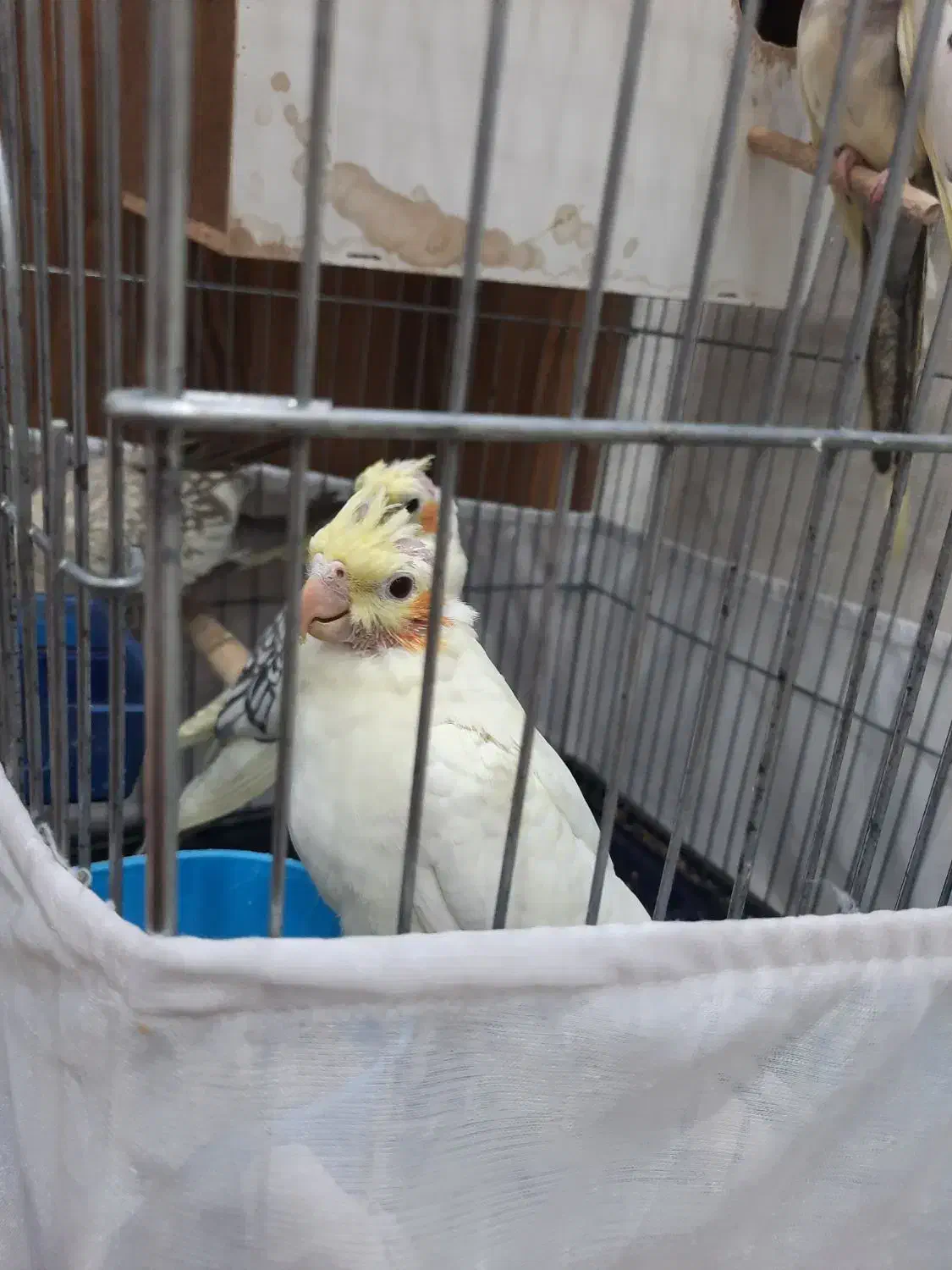 عروس هلندی|پرنده|کهریزک, |دیوار