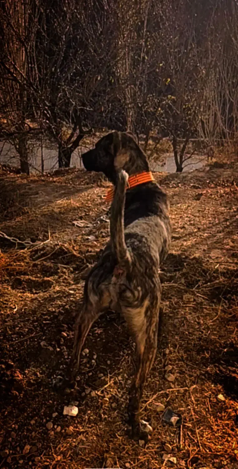 سگ سرابی|سگ|بروجرد, |دیوار