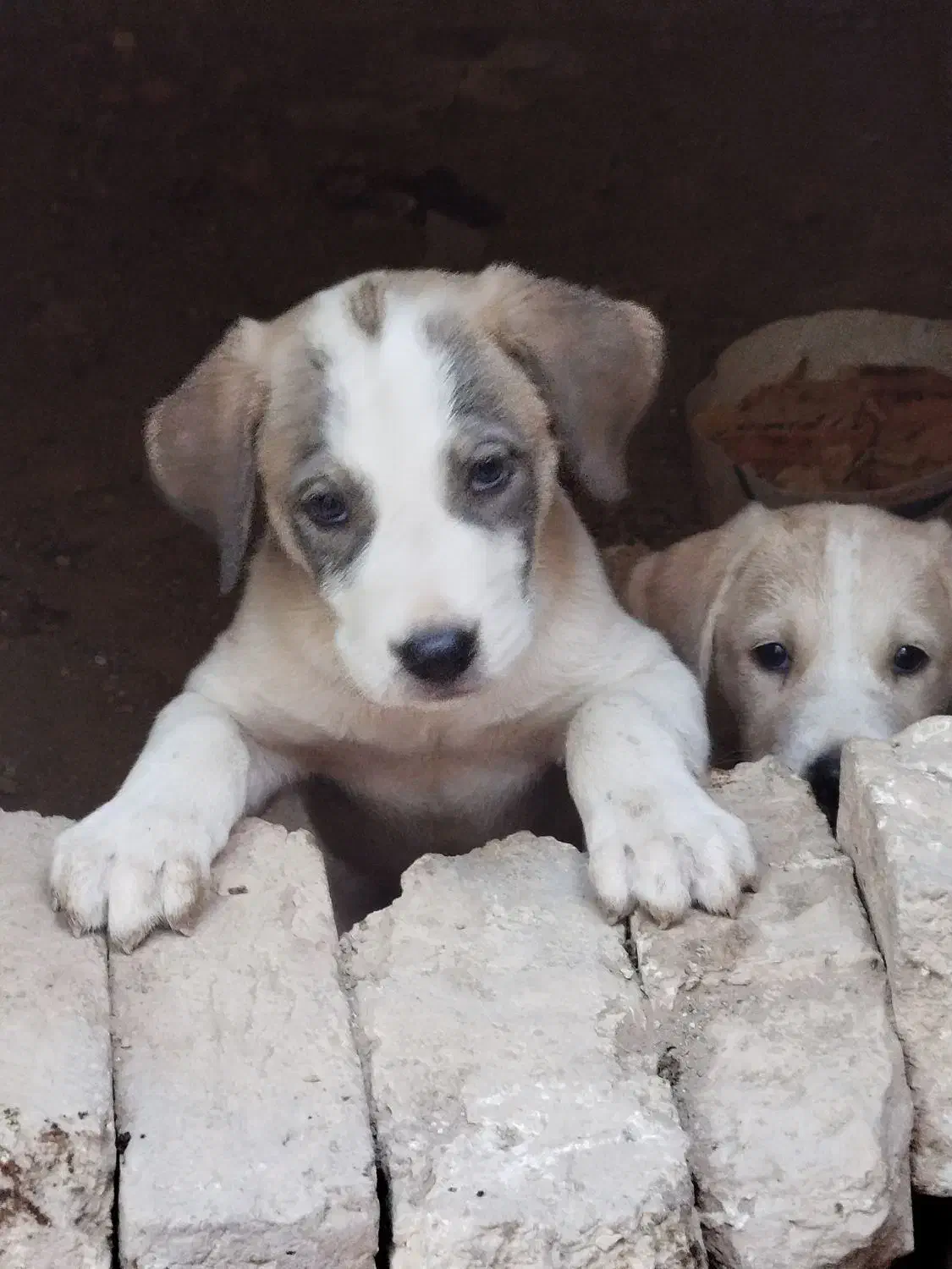 واگذاری سگ|سگ|قم, آزادگان|دیوار