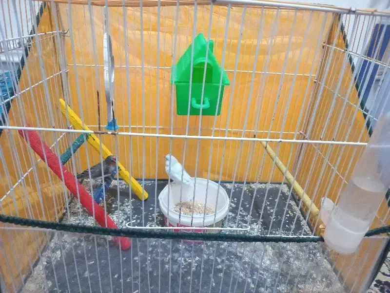 فنچ|پرنده|نهبندان, |دیوار