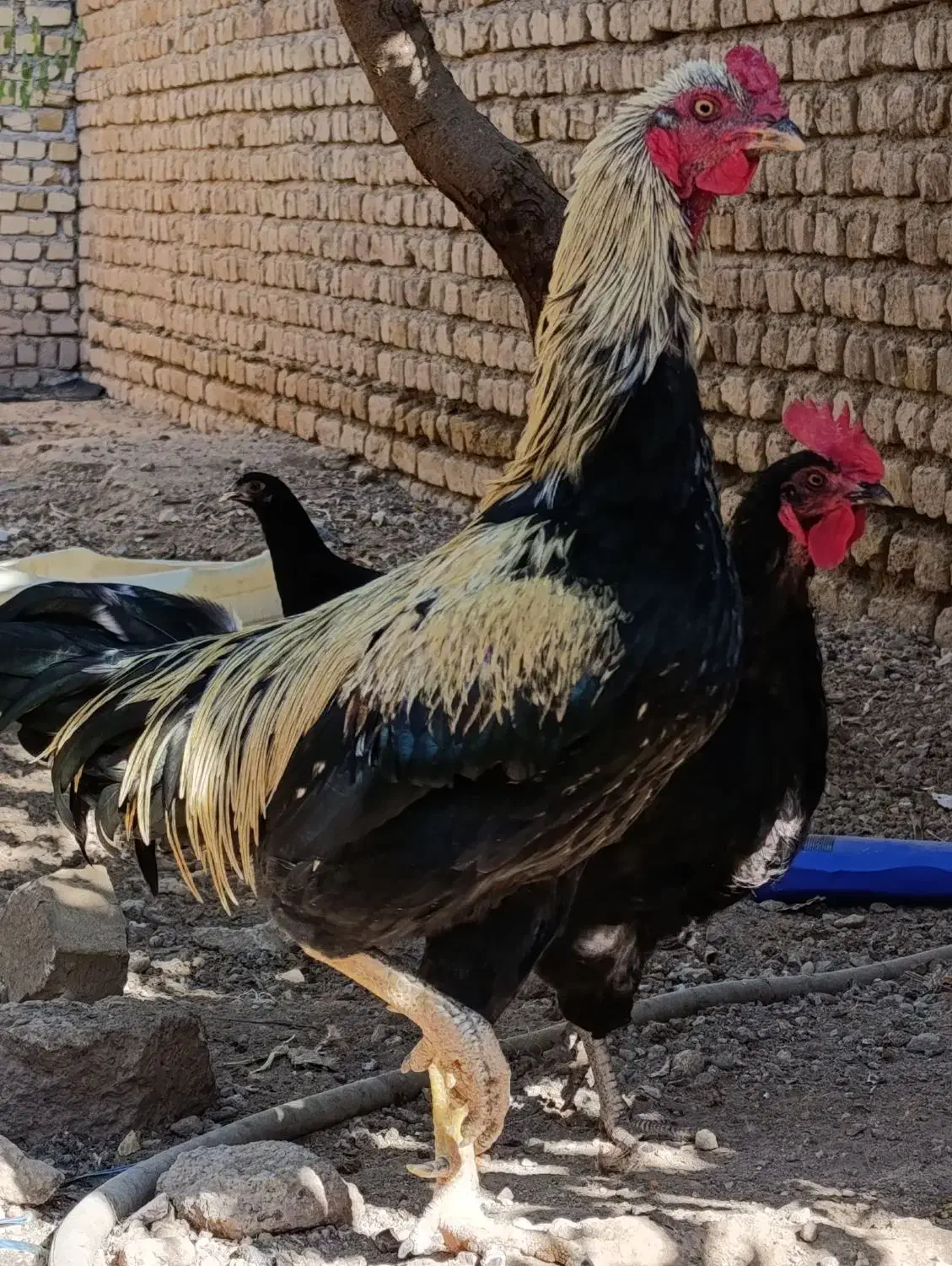 خروس|پرنده|رامند, |دیوار