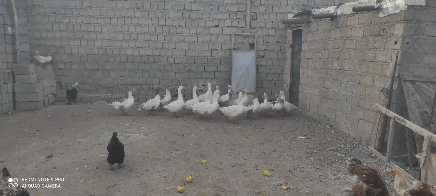 فروش غازهای محلی|حیوانات مزرعه|نقده, |دیوار