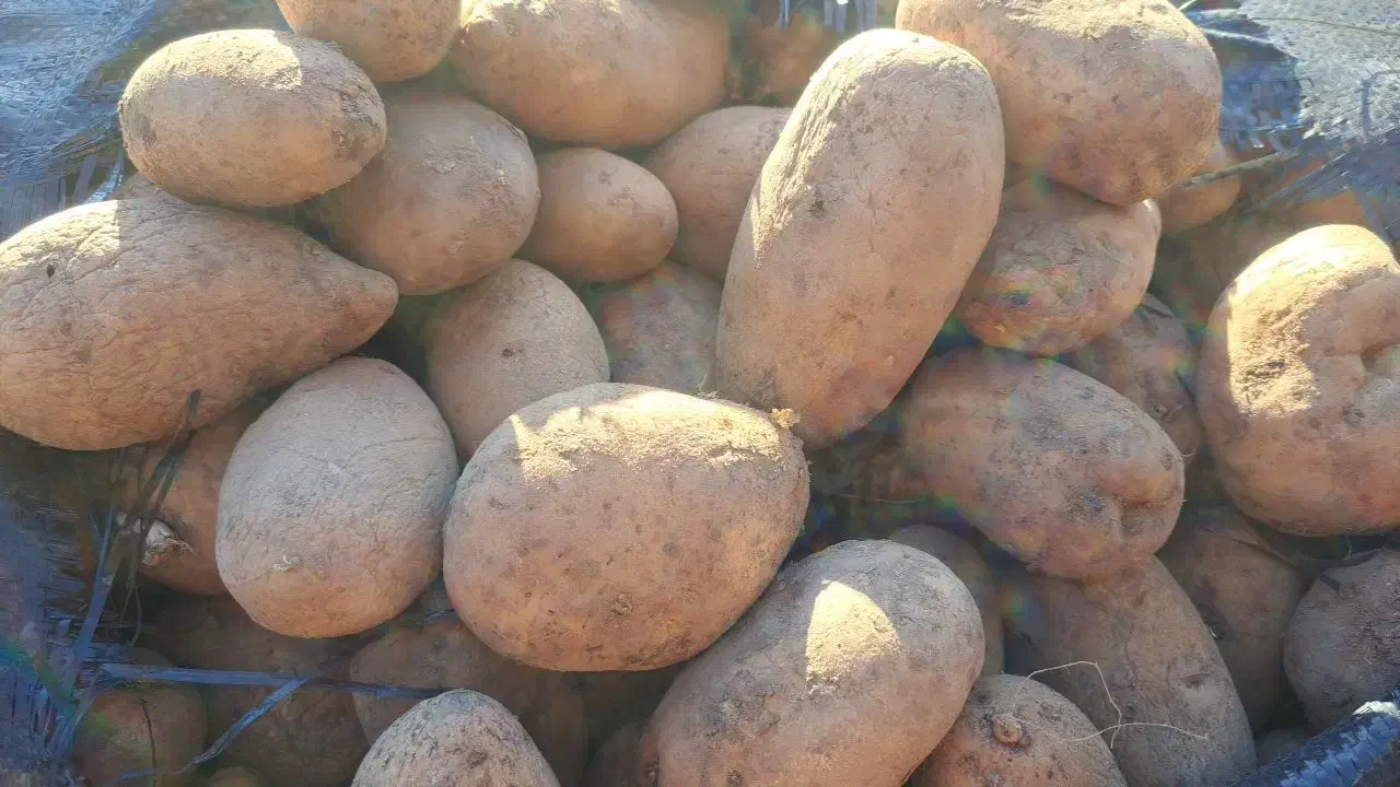 سیب گاوی فندقی دامی|لوازم جانبی حیوانات|قیدار, |دیوار