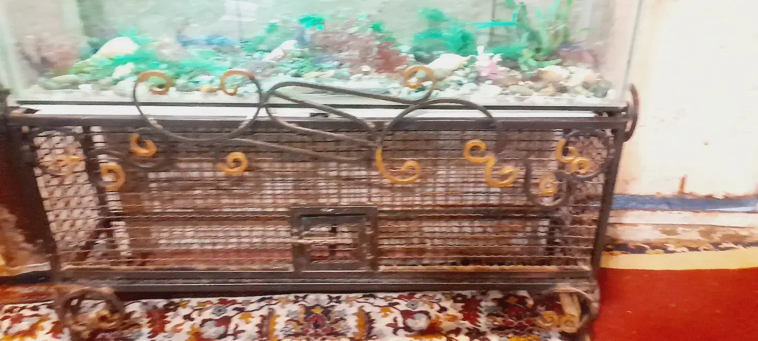 اکواریوم|ماهی|خرمشهر, |دیوار