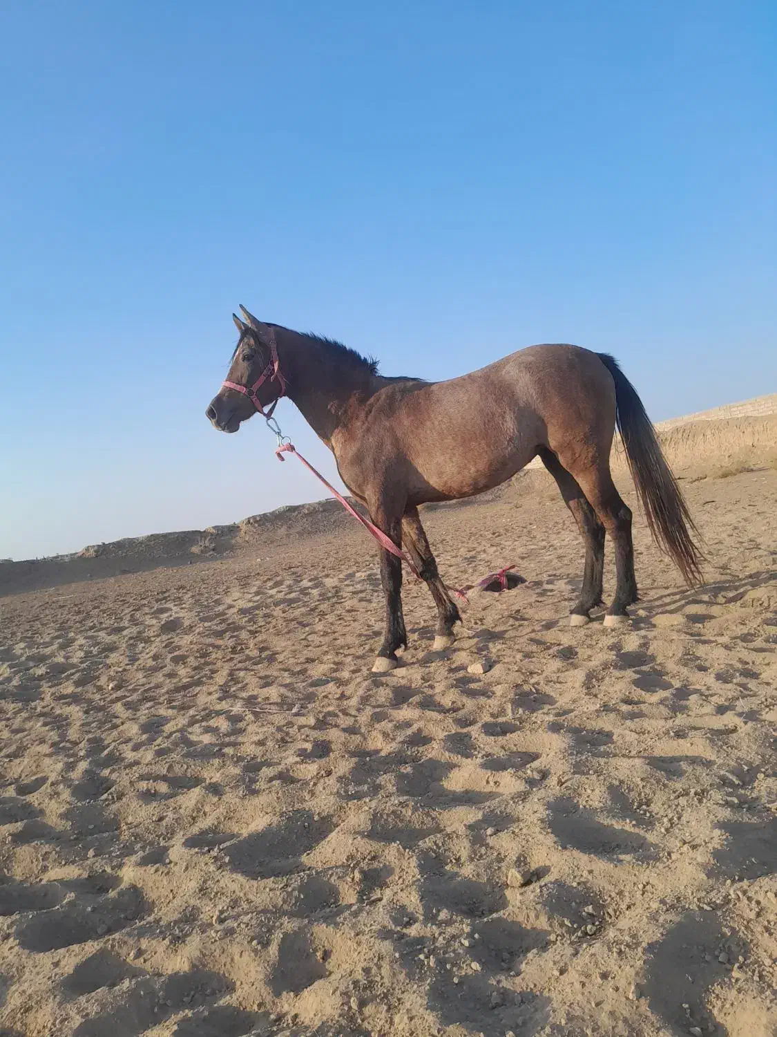 کره کره دوسال تازه سواری شده دست وپاسالم|اسب و تجهیزات اسب‌سواری|گناباد, |دیوار