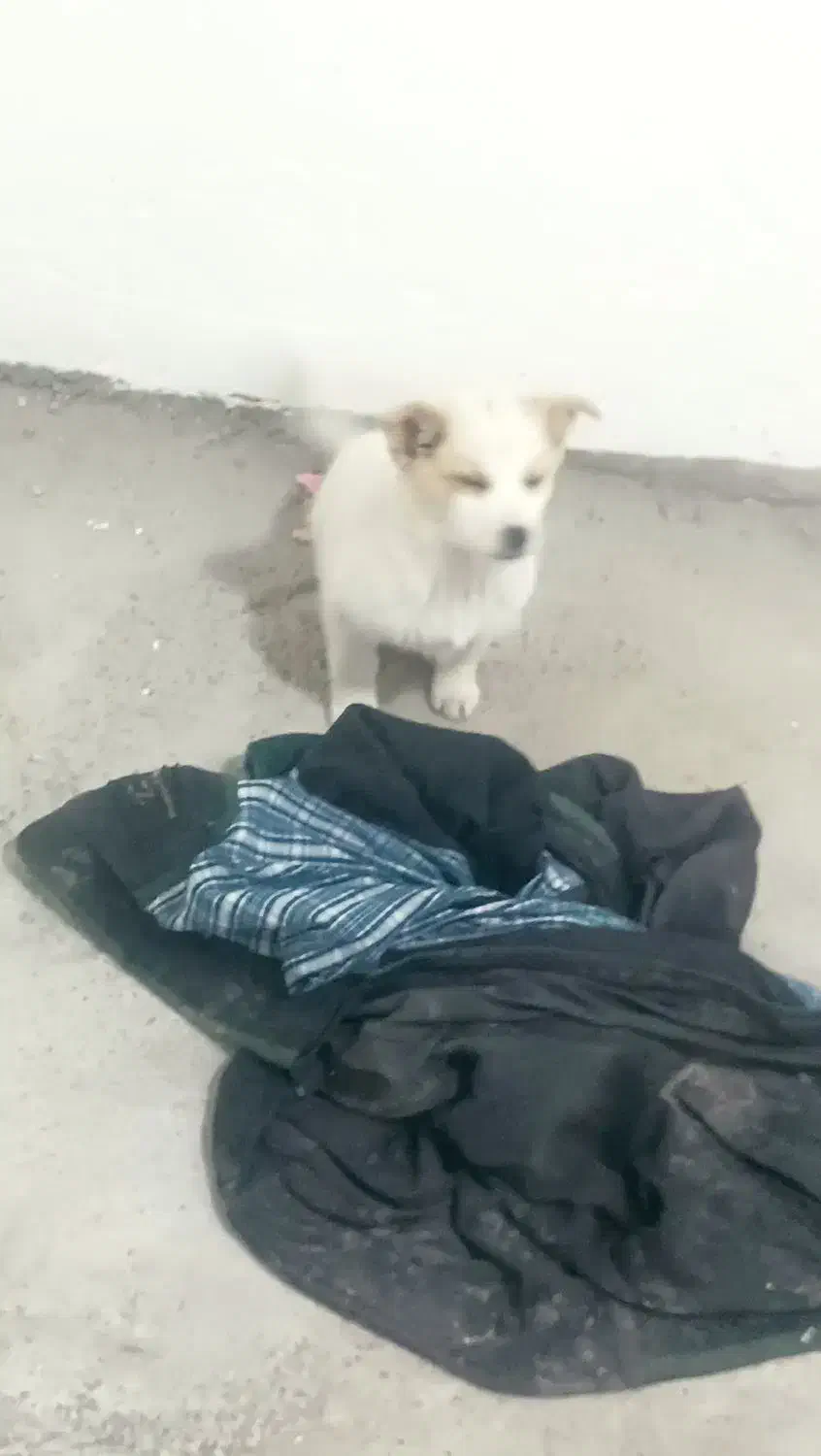 پانی سگ ازپامر|سگ|مشگین شهر, |دیوار