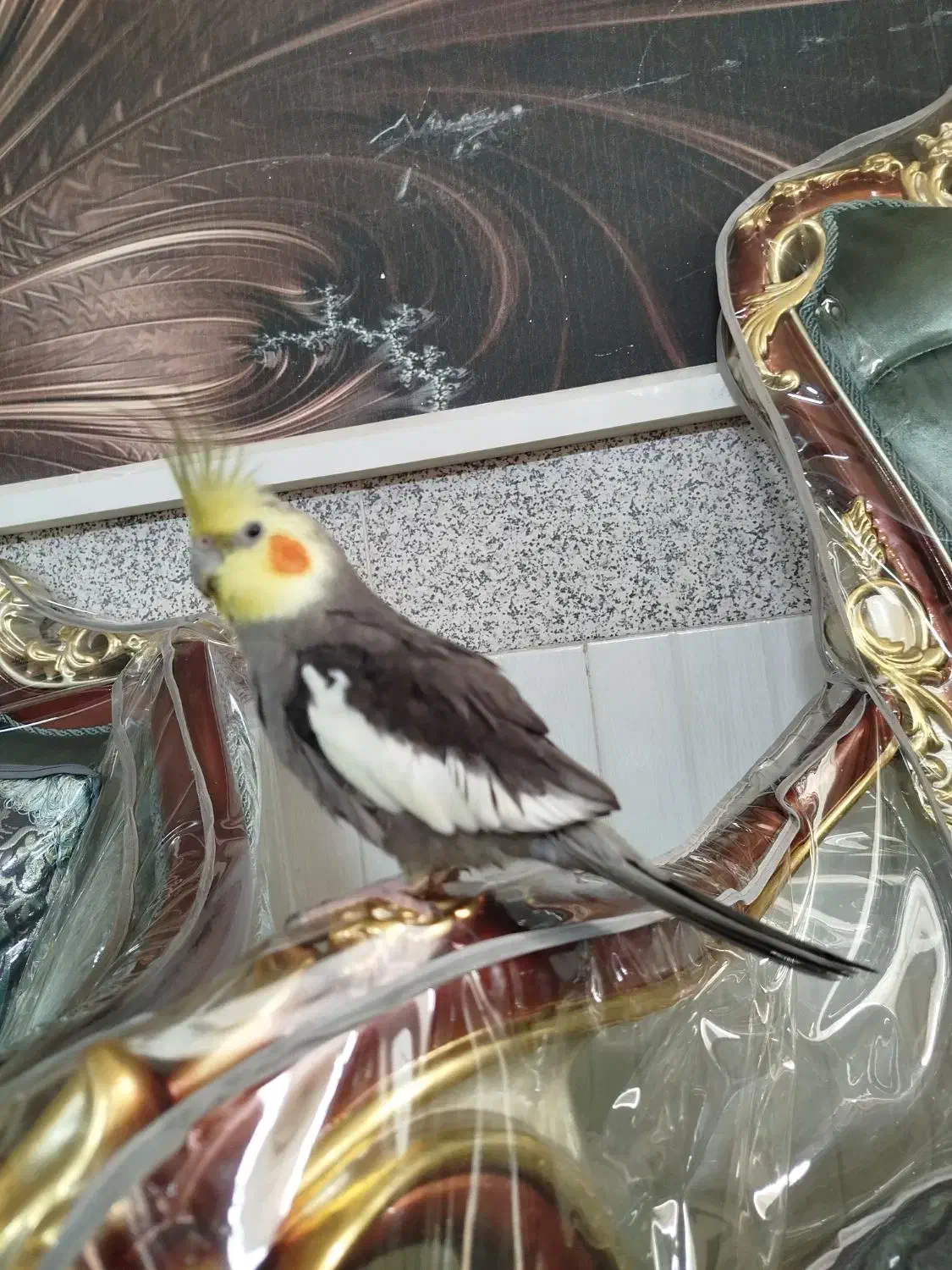 عروس هلندی نر سخنگو|پرنده|قم, انصارالحسین|دیوار