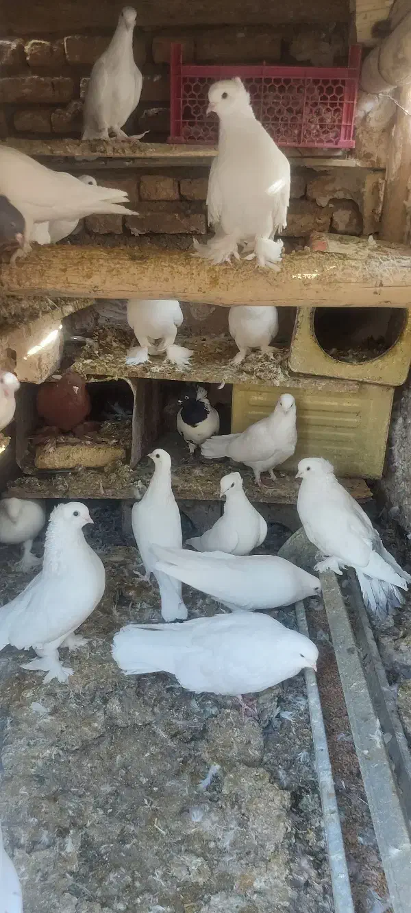 فروش ۶ عدد راعبی سرخ ۳تا سفید و ۳تا سرخ سالم|پرنده|فارسان, |دیوار