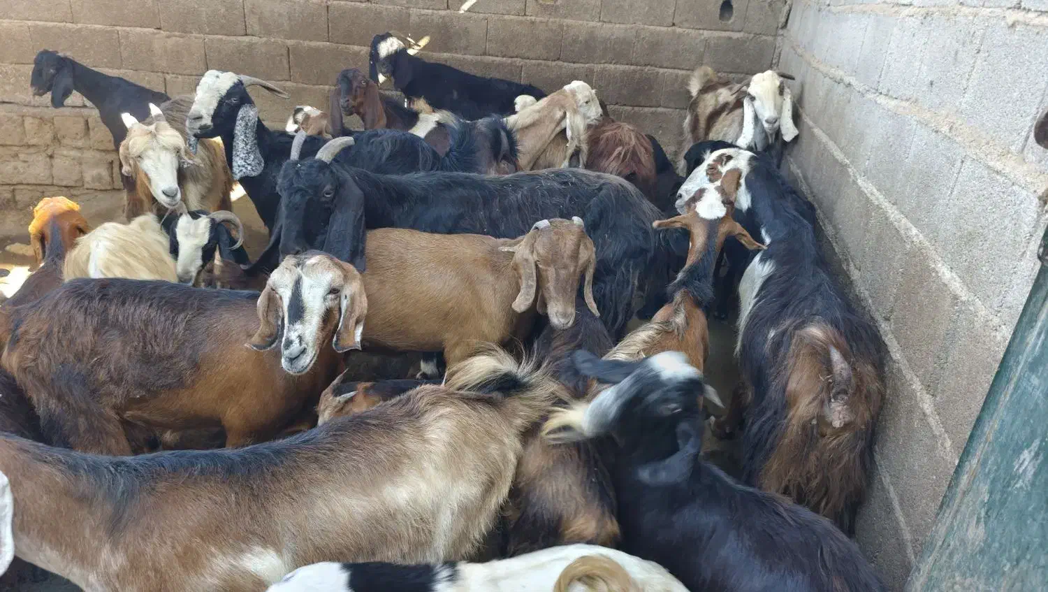 باسلام فروش چند بزو کهره داشتی|حیوانات مزرعه|بندر گناوه, |دیوار