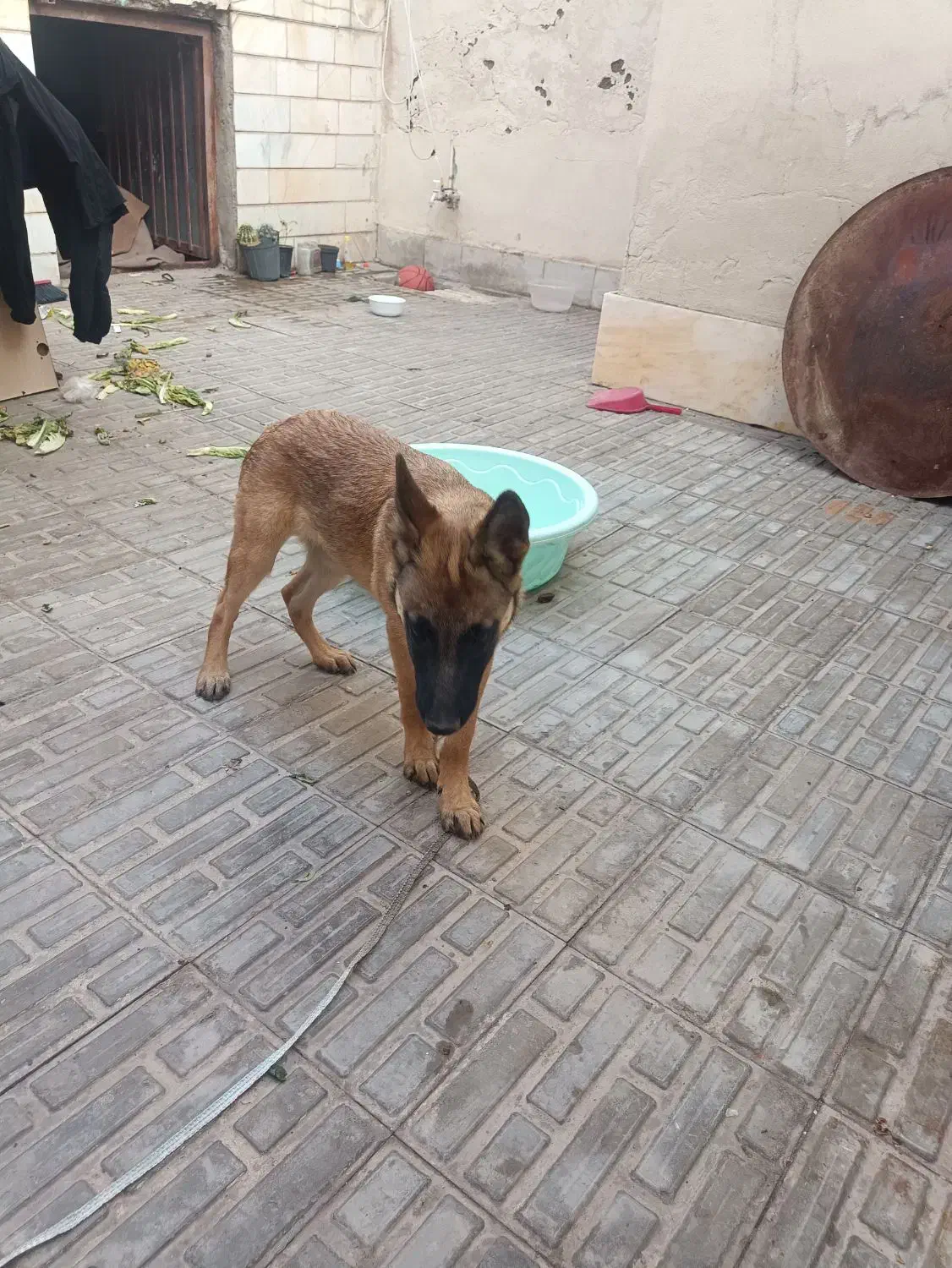 گمم شده|سگ|سیرجان, |دیوار