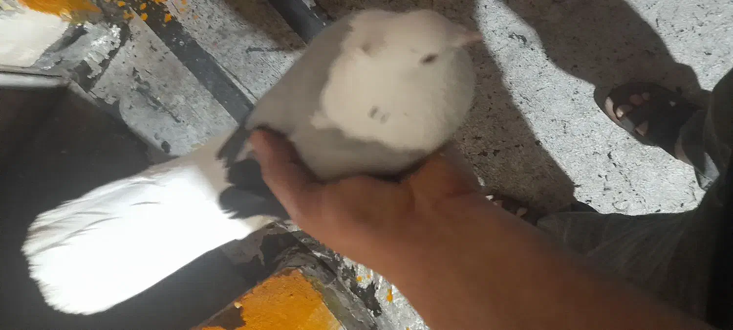 پرندگان|پرنده|اهواز, کوی باهنر|دیوار