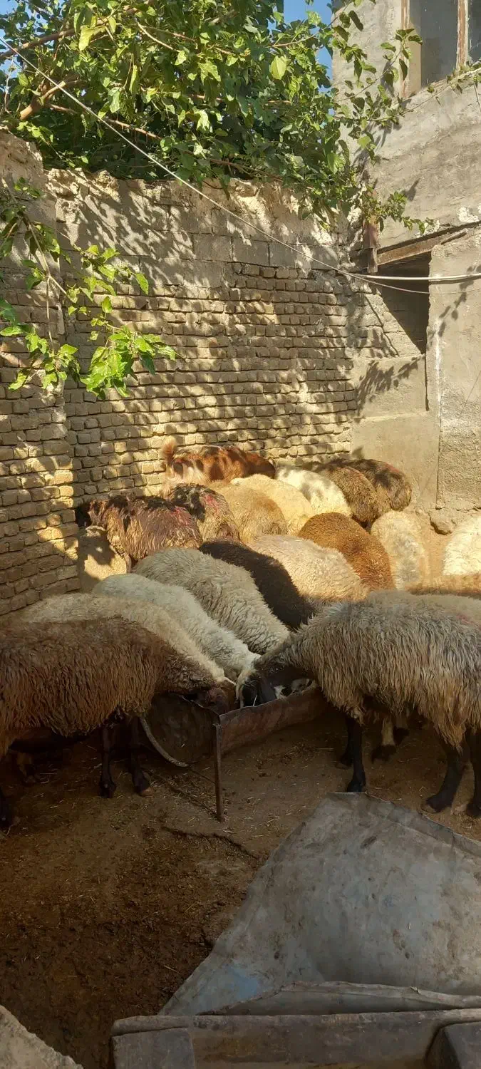 گوسفندچاق وشک نزاییده ومیش پرواری وکاوه نر|حیوانات مزرعه|زاغه, |دیوار