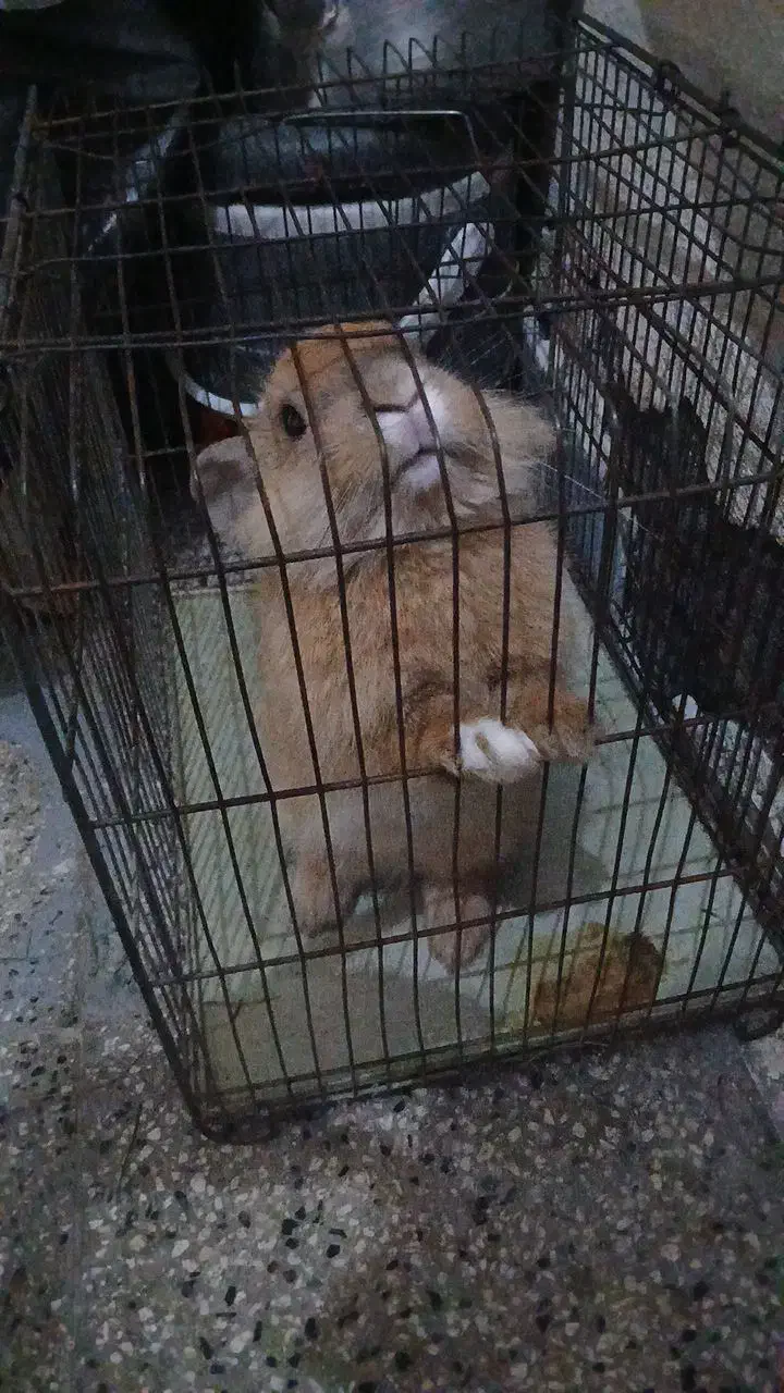 خرگوش|موش و خرگوش|اردبیل, |دیوار