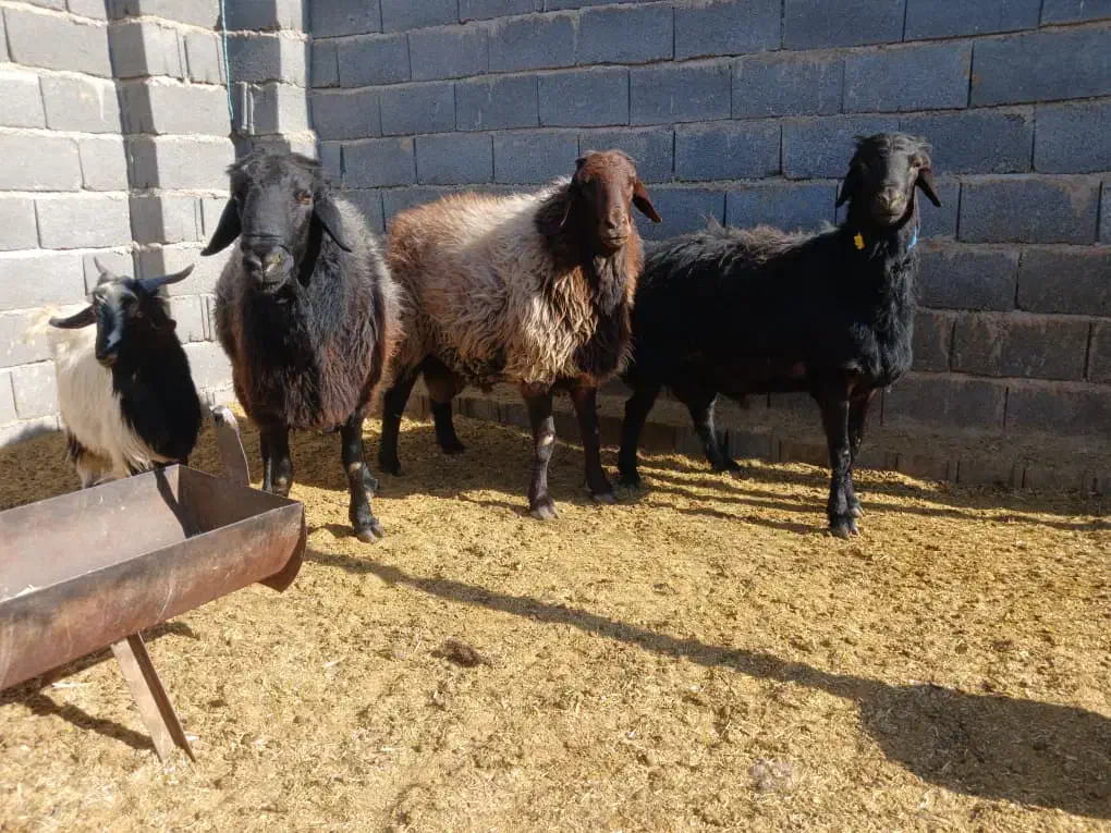 قوچ هترو افشاری|حیوانات مزرعه|مشهد مرغاب, |دیوار