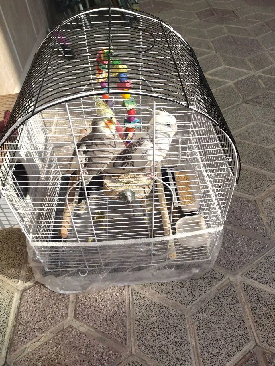 عروس هلندی|پرنده|مشهد, رضاشهر|دیوار