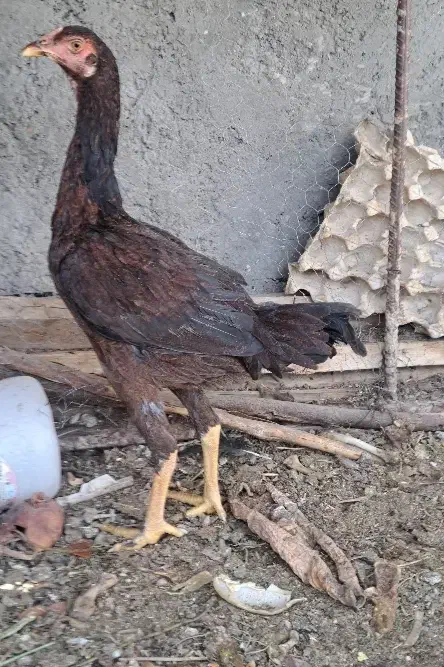 ماده مرغ دشتیاری|حیوانات مزرعه|ایرانشهر, |دیوار