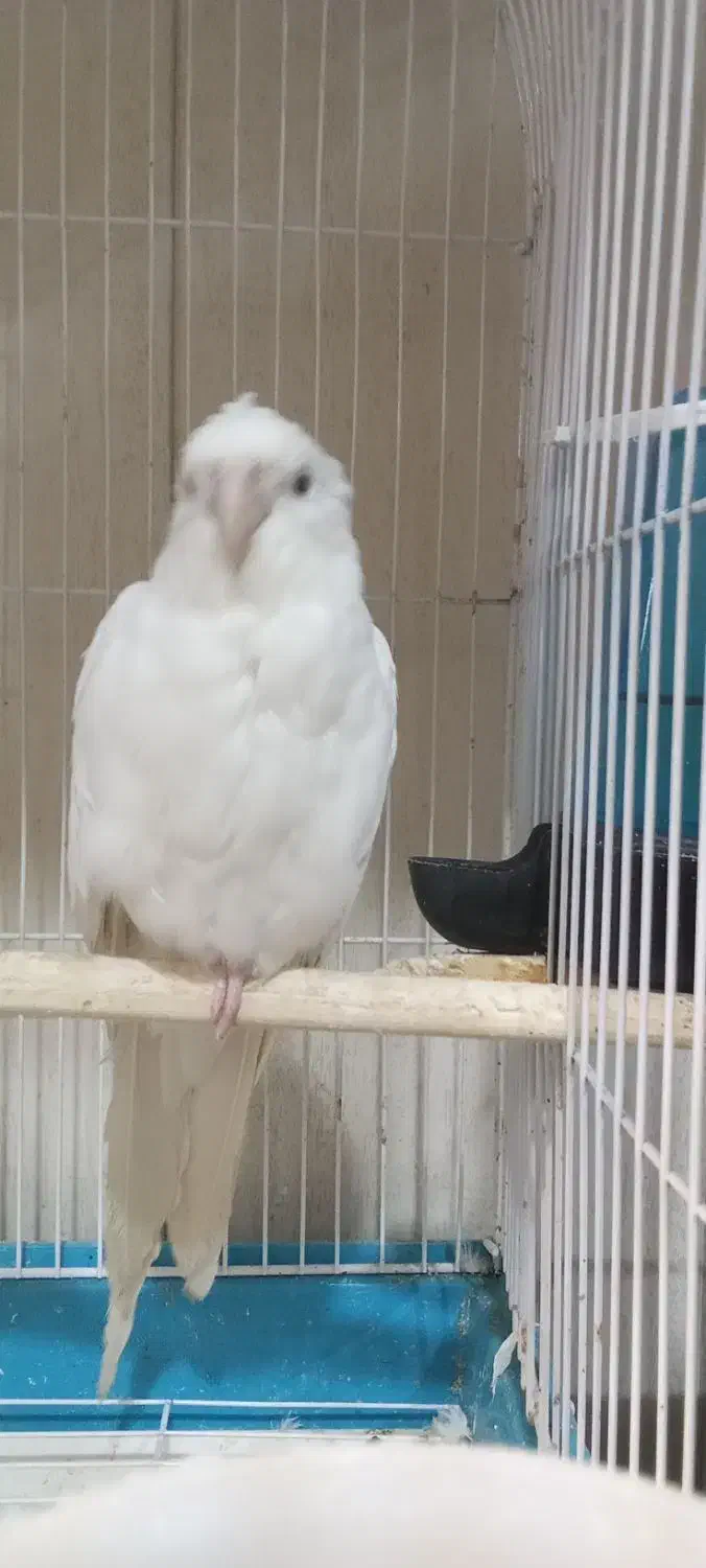 فروش تمامی طوطی ها و پرندگان زینتی|پرنده|تبریز, |دیوار