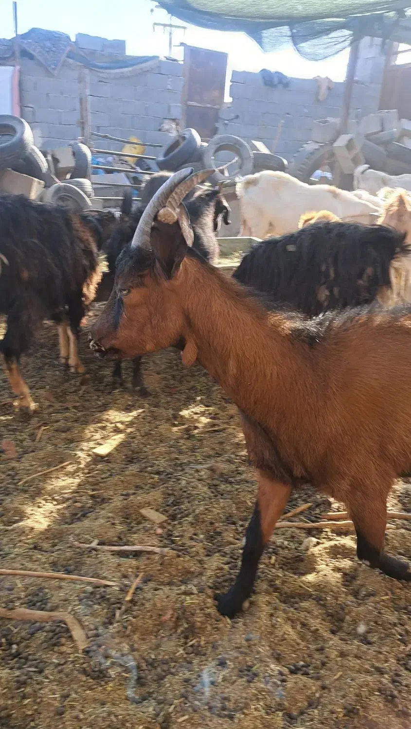 بز ومیش|حیوانات مزرعه|مهریز, |دیوار