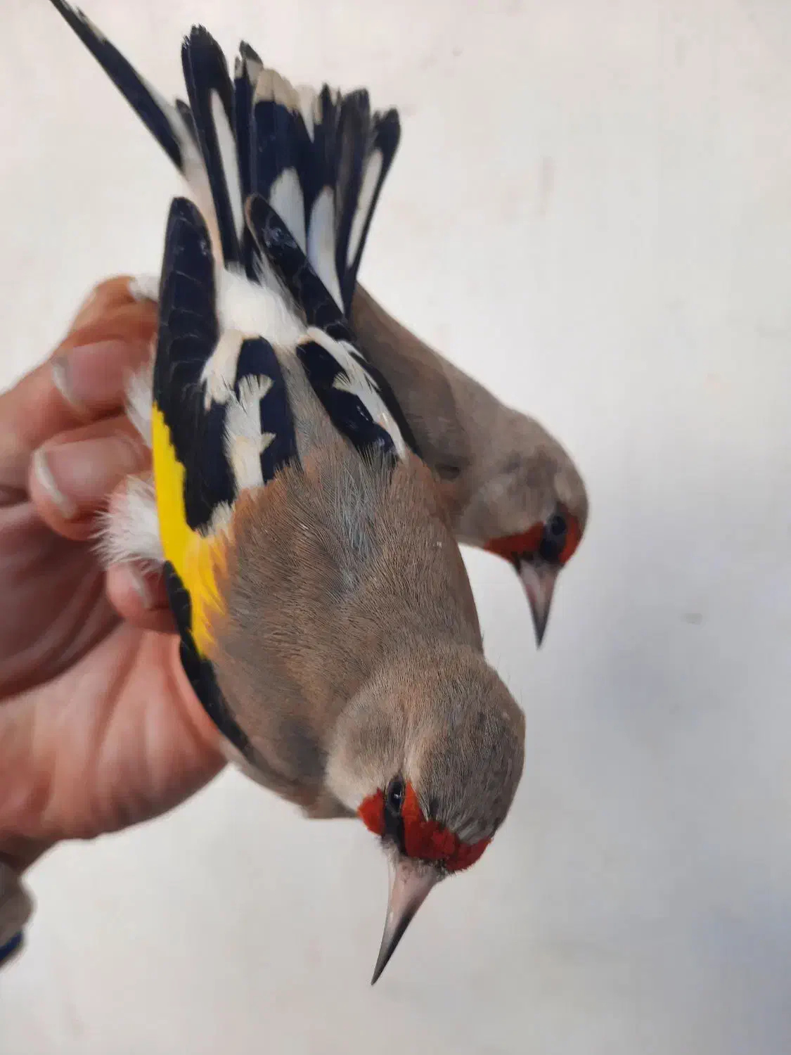 سهره تازه گیر|پرنده|بندر انزلی, بی بی حوریه|دیوار