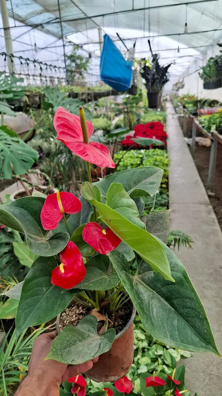 گل زینتی|گل و گیاه طبیعی|نجفآباد, طالقانی|دیوار