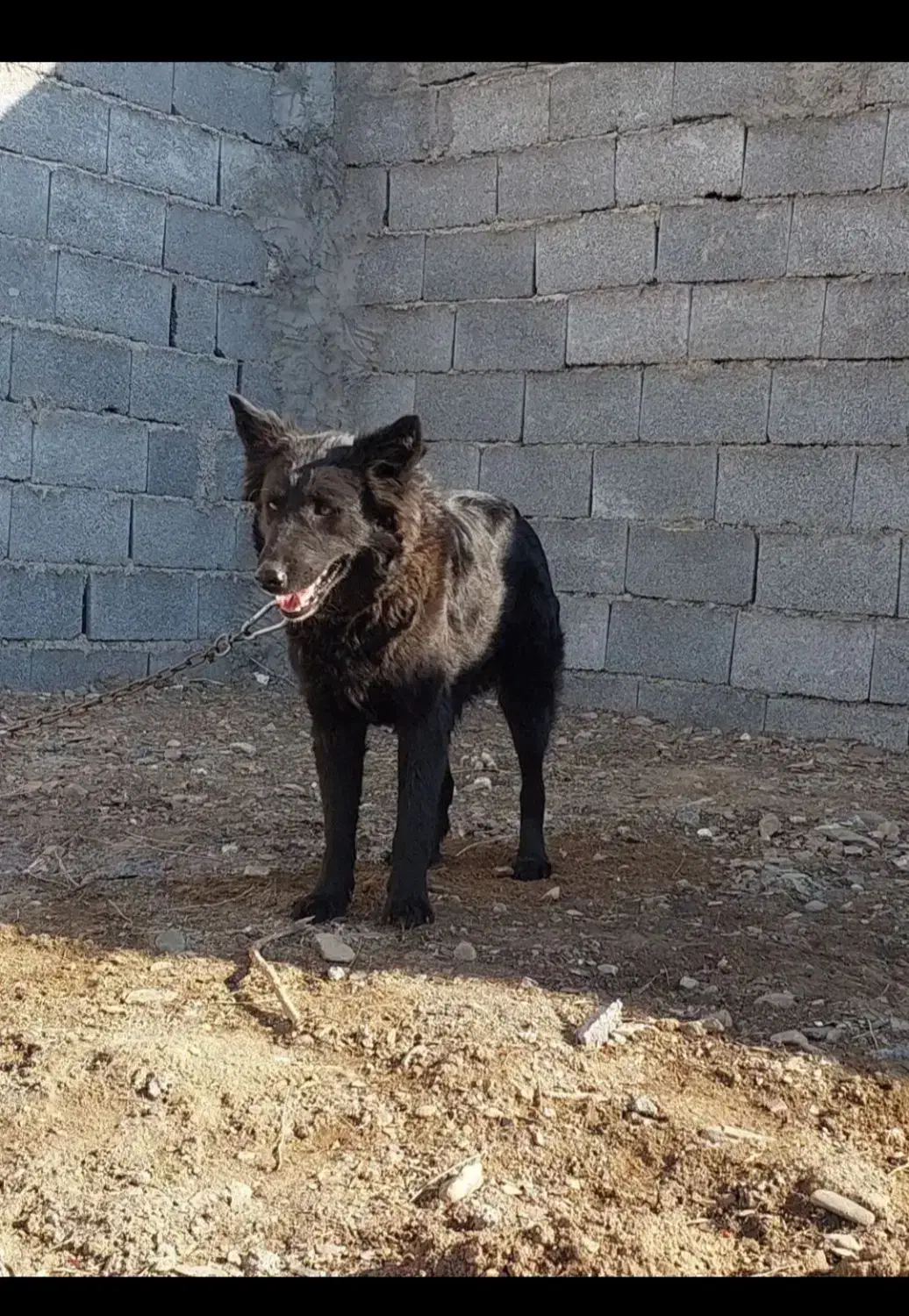 ماده ژرمن|سگ|مشهد, میان ولایت|دیوار