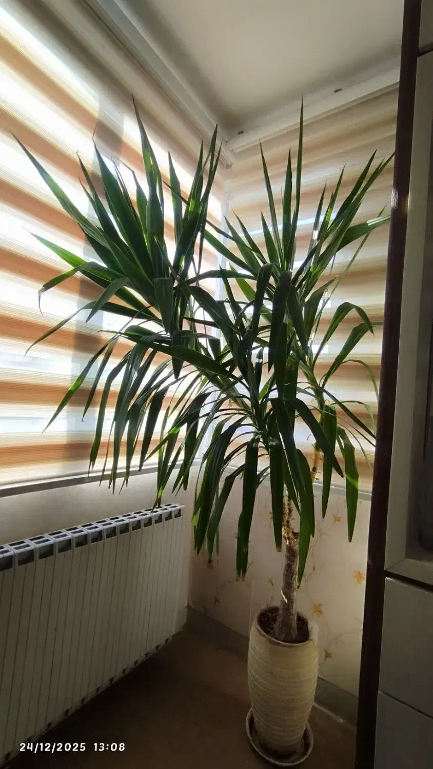 گل طبیعی|گل و گیاه طبیعی|همدان, |دیوار