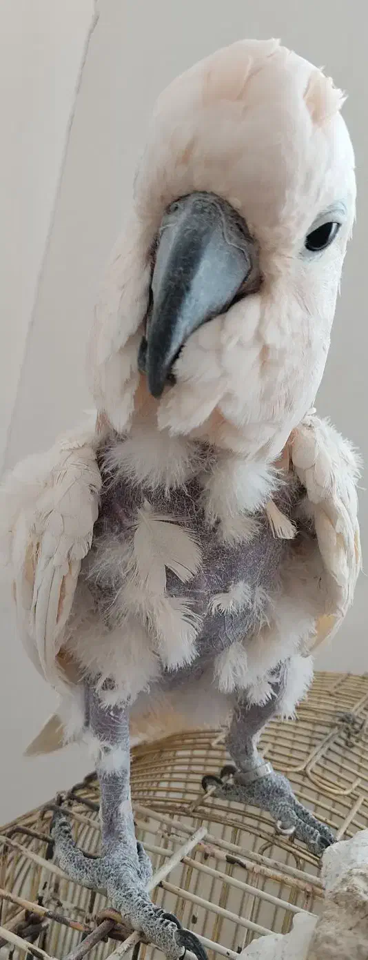 طوطی ملوکان سخنگو|پرنده|تهران, مروارید شهر|دیوار