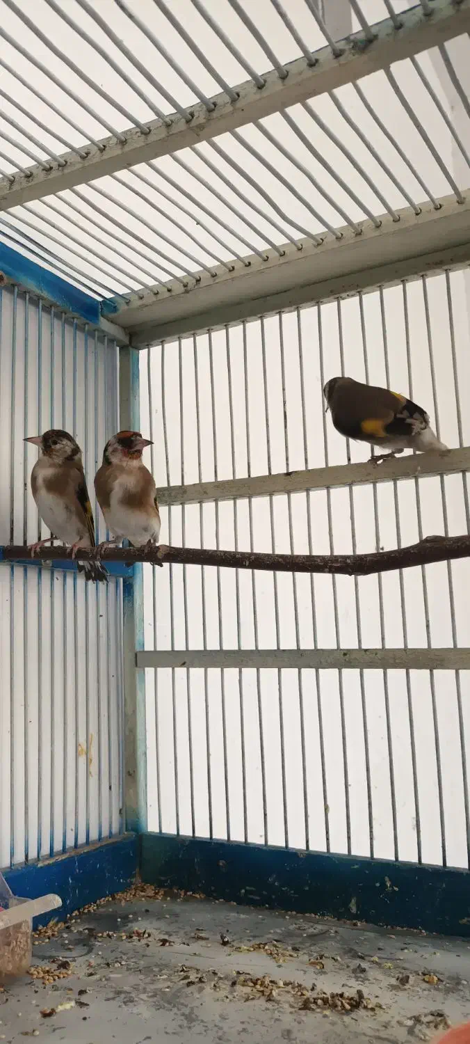 ُسهره|پرنده|شهرکرد, |دیوار