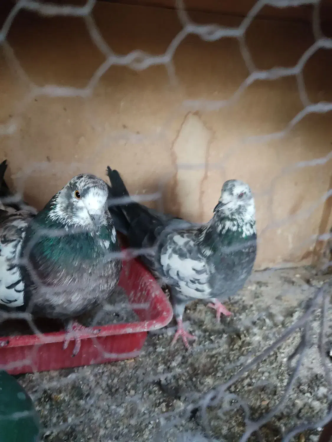 سوسکی|پرنده|نسیم‌شهر, |دیوار