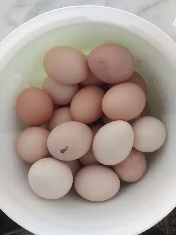 تخم مرغ|خوردنی و آشامیدنی|شیروان (خراسان), |دیوار