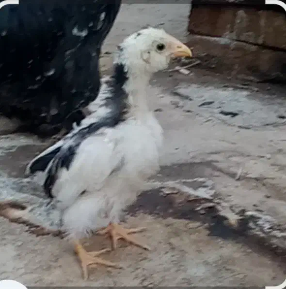 یک مرغ لهستانی و یک مرغ سلطان تخم گذار و دو جوجه|حیوانات مزرعه|قرچک, شهرک الحدید|دیوار