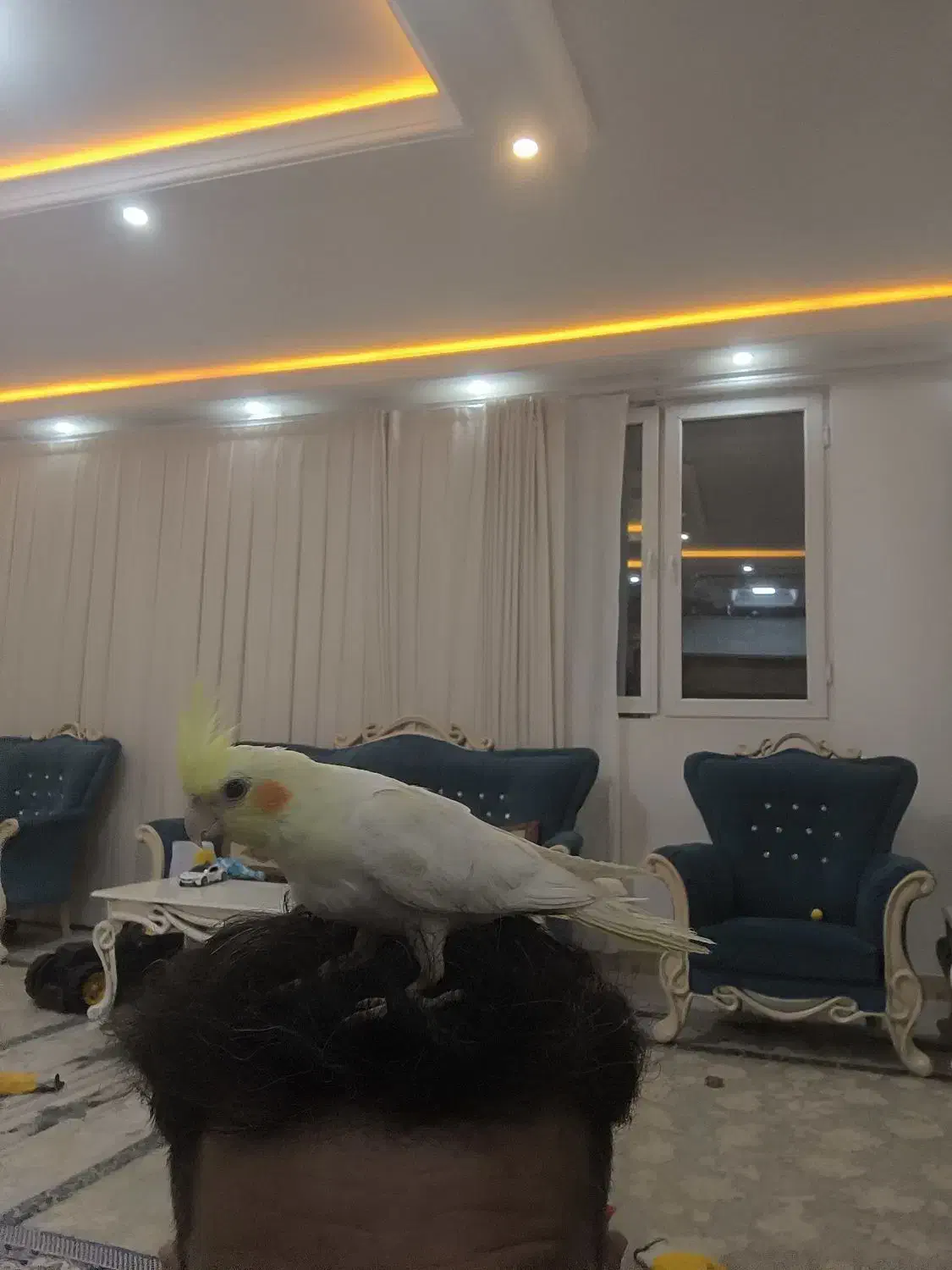 عروس هلندی|پرنده|اسفراین, |دیوار