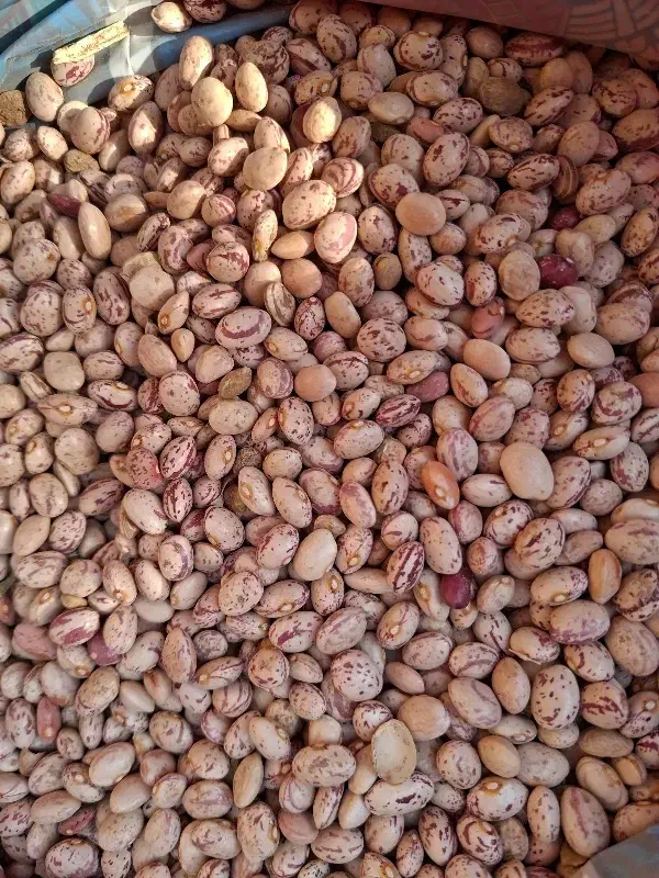 فروش لوبیا چیتی مرغوب و ارگانیک|عمده‌فروشی|اقلید, |دیوار