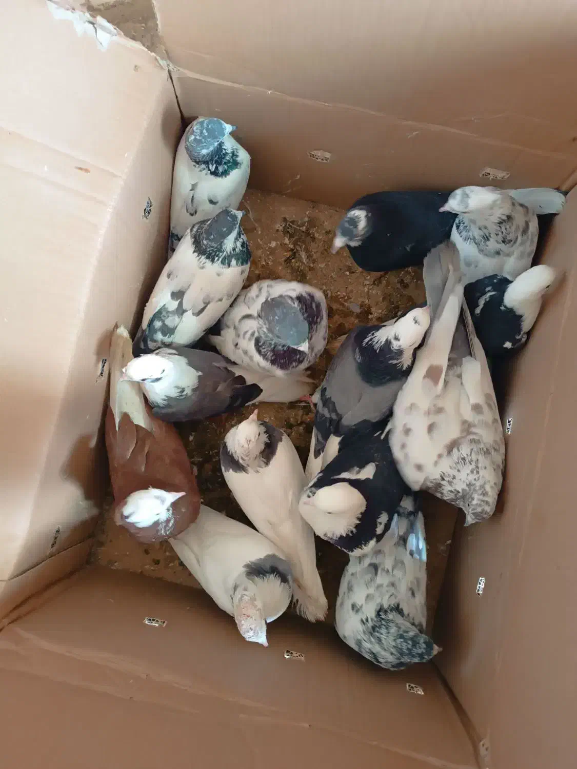 کفتر|پرنده|سراب, |دیوار