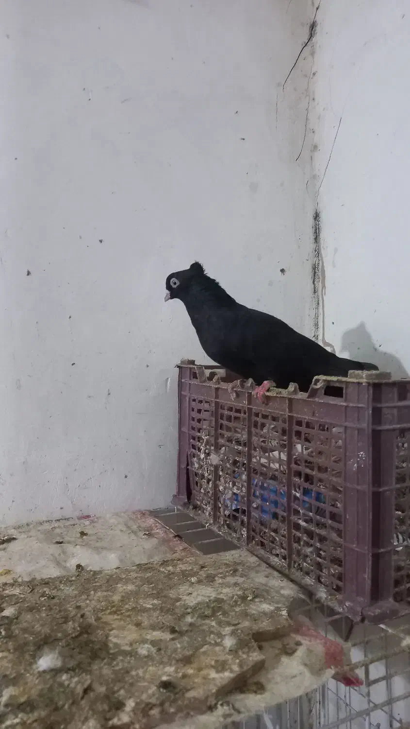 کفتر دم سفید وپرشی|پرنده|یزد, |دیوار