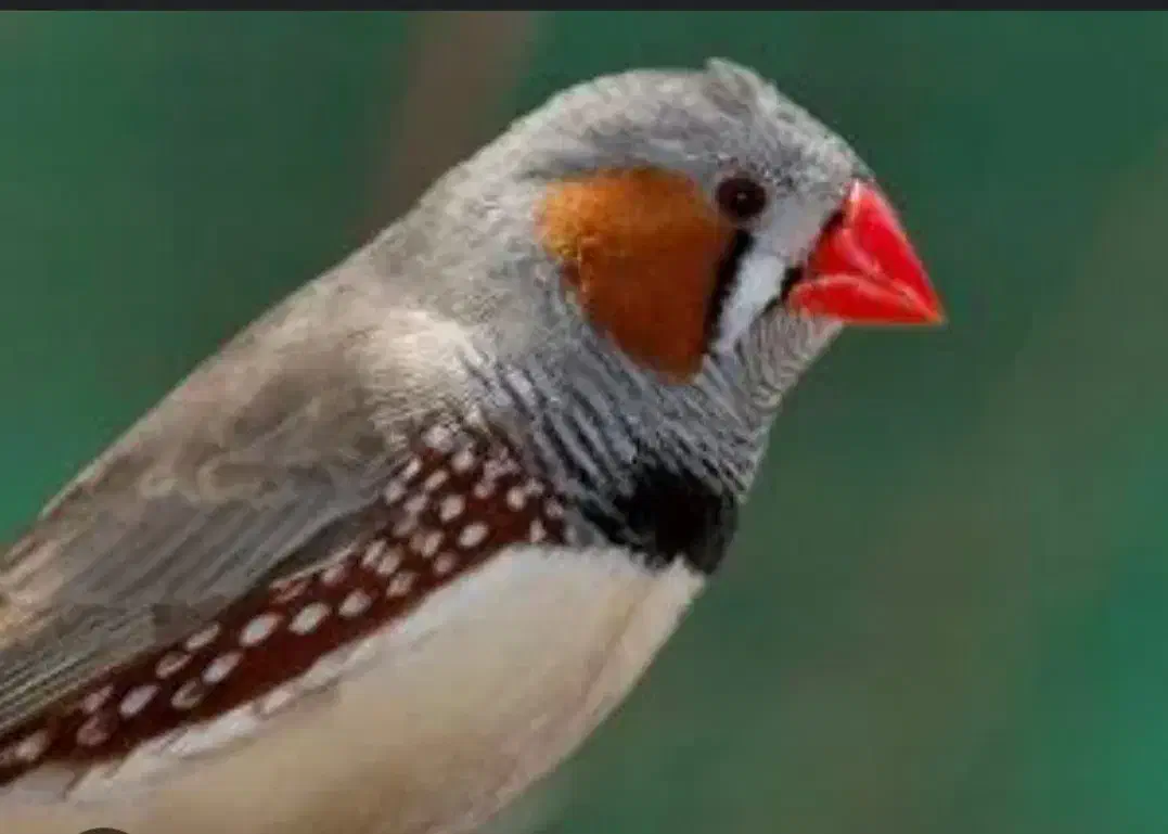 فنچ|پرنده|آستانه اشرفیه, |دیوار