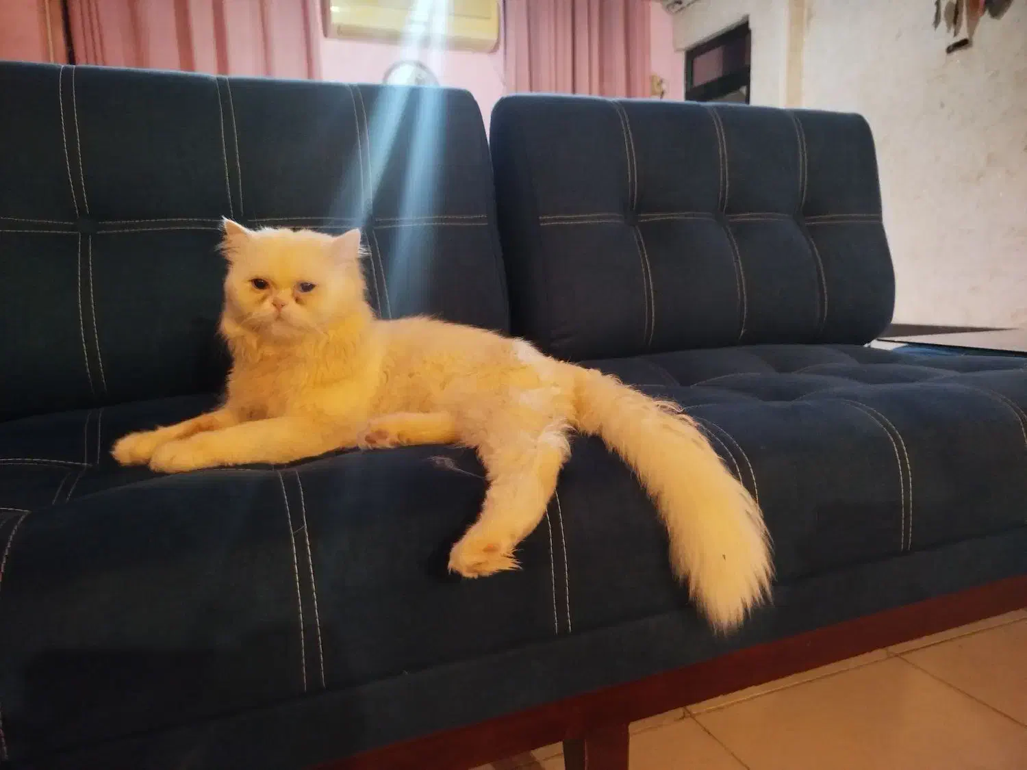 گربه پرشین نر|گربه|رشت, پیرکلاچای|دیوار