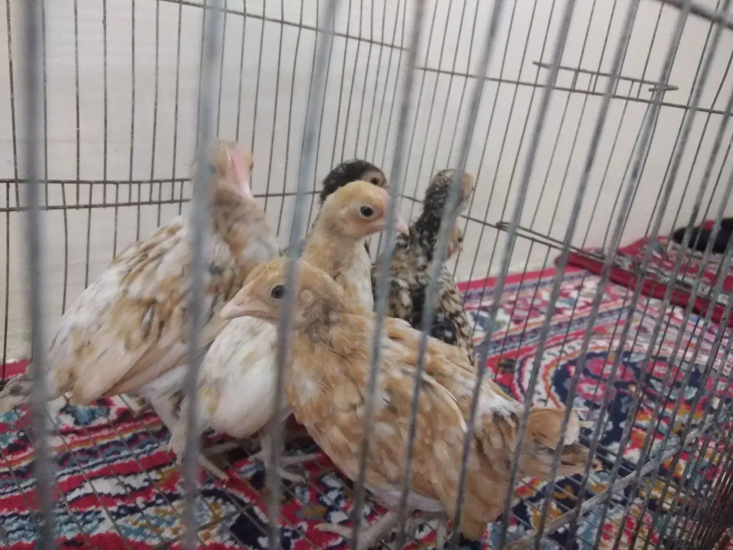 جوجه سیبرایت|حیوانات مزرعه|کردکوی, |دیوار