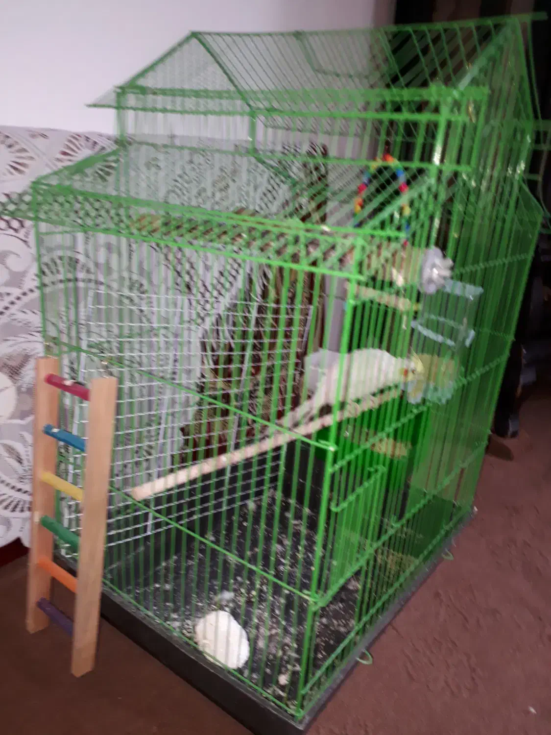 عروس هلندی نر ،، بازی گوش|پرنده|نوشهر, |دیوار