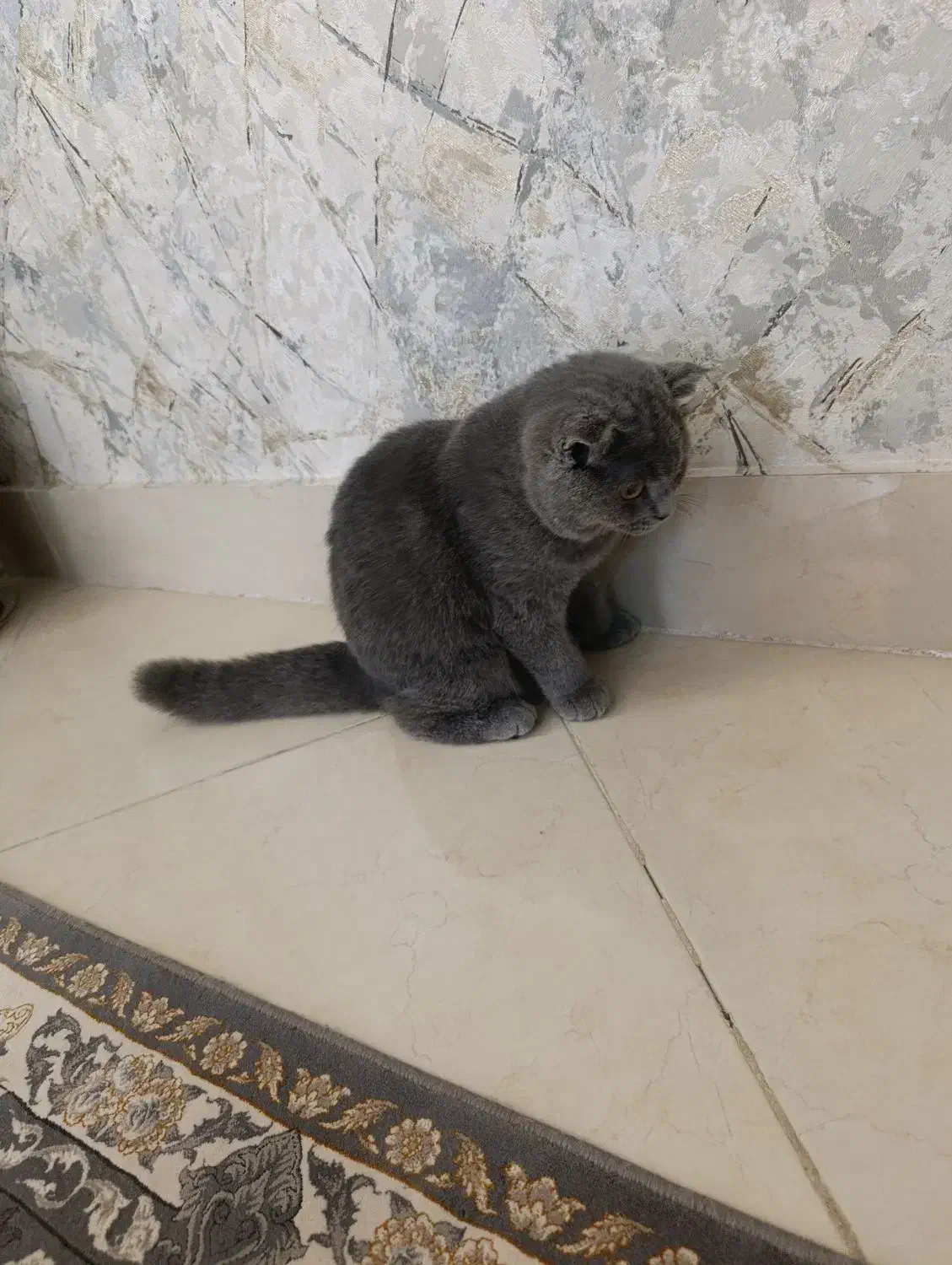 بچه گربه اسکاتیش بلو ( دختر) چهار ماهه|گربه|بندرعباس, |دیوار